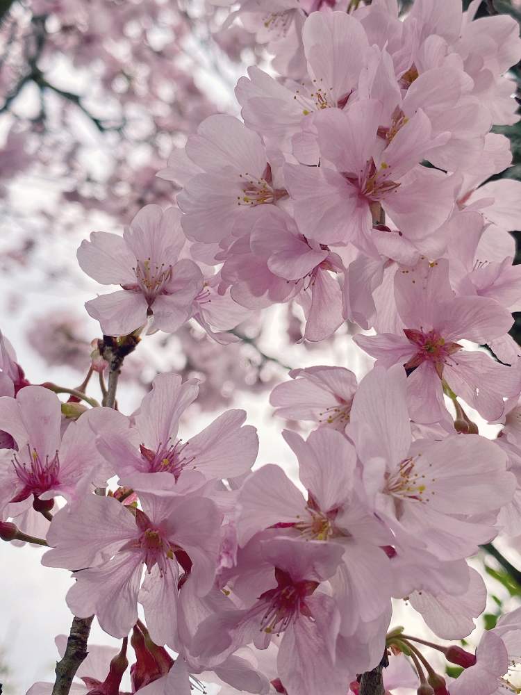 お出かけ先の画像 by なおさん | お出かけ先とさくら サクラ 桜と植物愛がとまらないとさくらさくら咲け咲けさくらと植物大好きとピンク❤︎ピンクと植中毒とはるが来た!と小さな幸せ♡と可愛いと花のある暮らしと2020桜フォトコン
