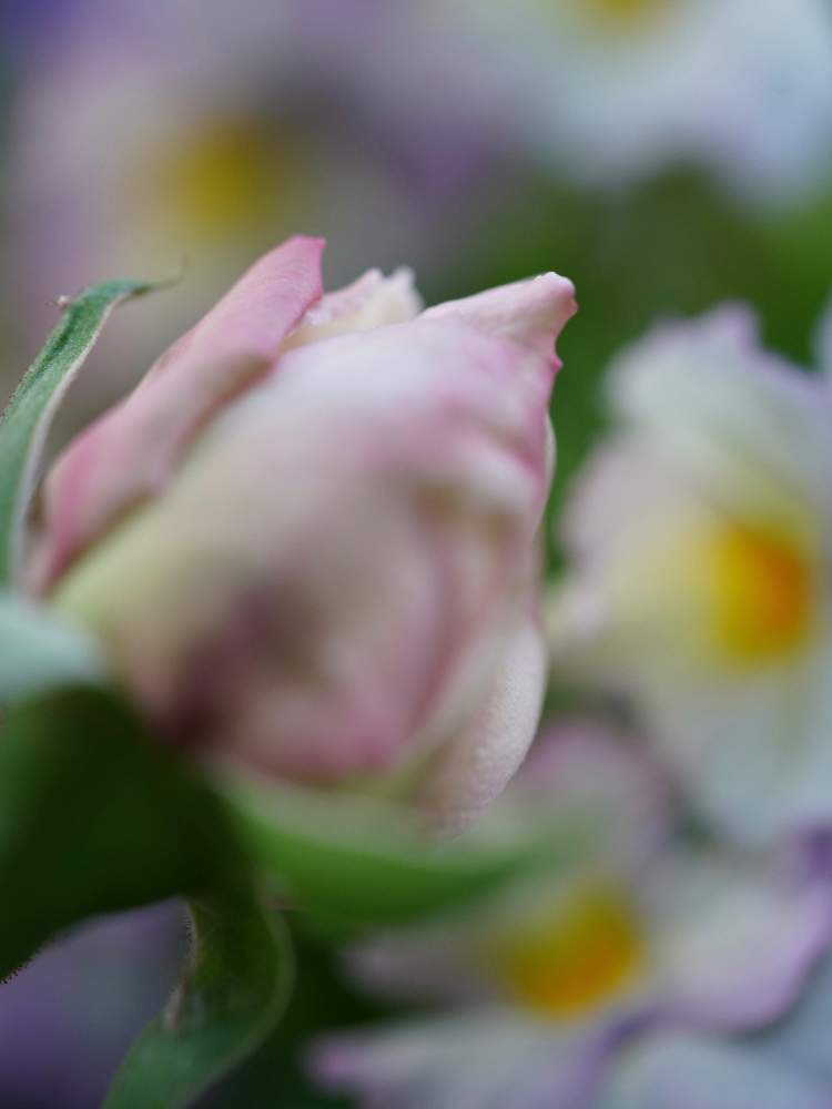 小さな庭の画像 by あおねこさん | 小さな庭とバラとバラ つるスヴニール・ドゥ・ラ・マルメゾンと薔薇愛同盟