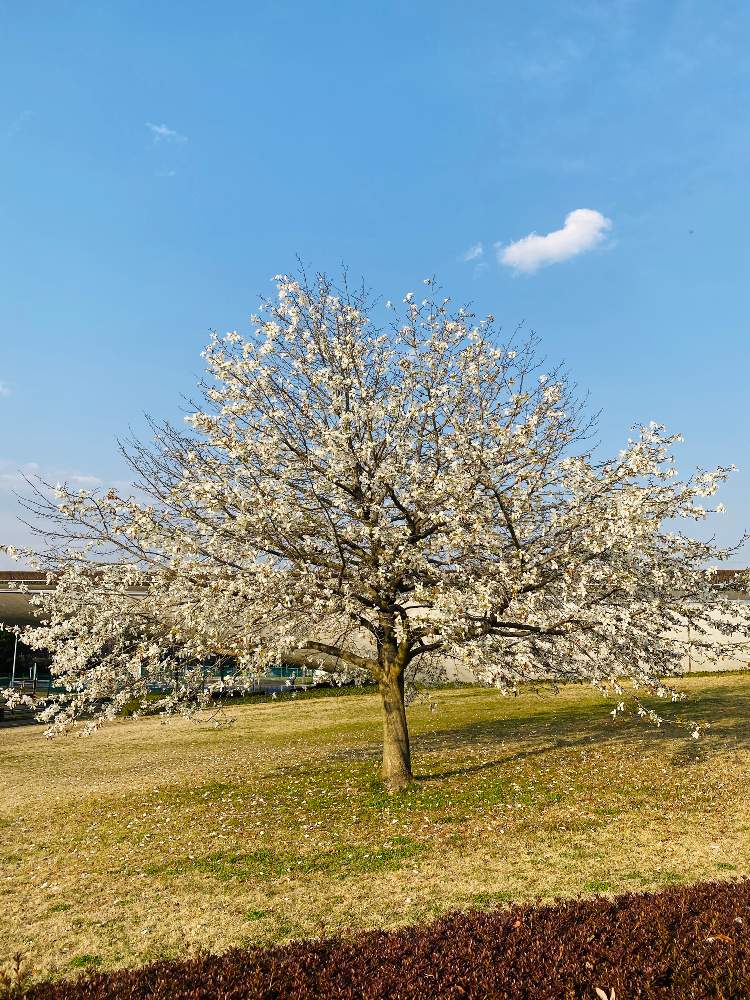 お出かけ先の画像 by ぴねきよさん | お出かけ先とコブシと東京都と野に咲く花が好きと散策路と自然観察と緑地公園と医療・介護の皆様に感謝