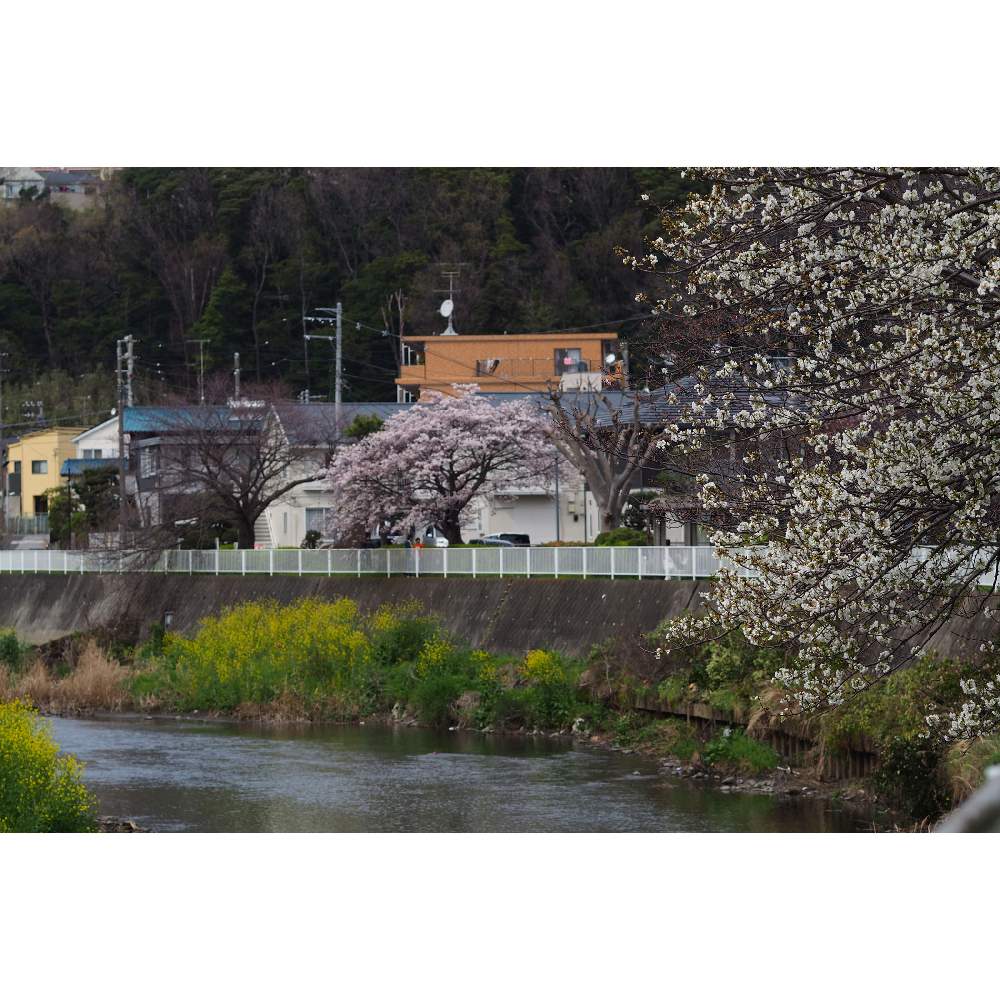 お出かけ先の画像 by 我楽多さん | お出かけ先とサクラと菜の花とお散歩と引地川とOMD EM-10とOLY ED 75mm F1.8