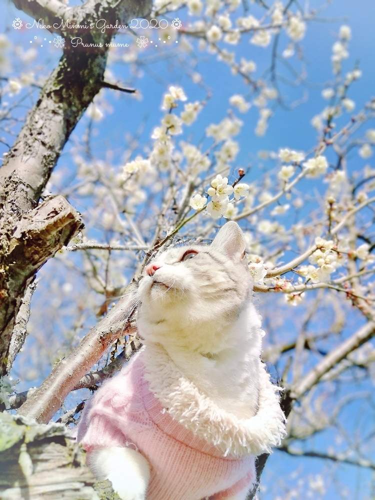 畑の画像 by 猫みんみさん | 畑とはなとうめとニャンニャン祭りとみどりのある暮らしと植物のある暮らしと猫好きとお散歩猫とガーデニング初心者といい香りと花のある暮らしとかわいいと猫のいる暮らしと青空と木登り猫
