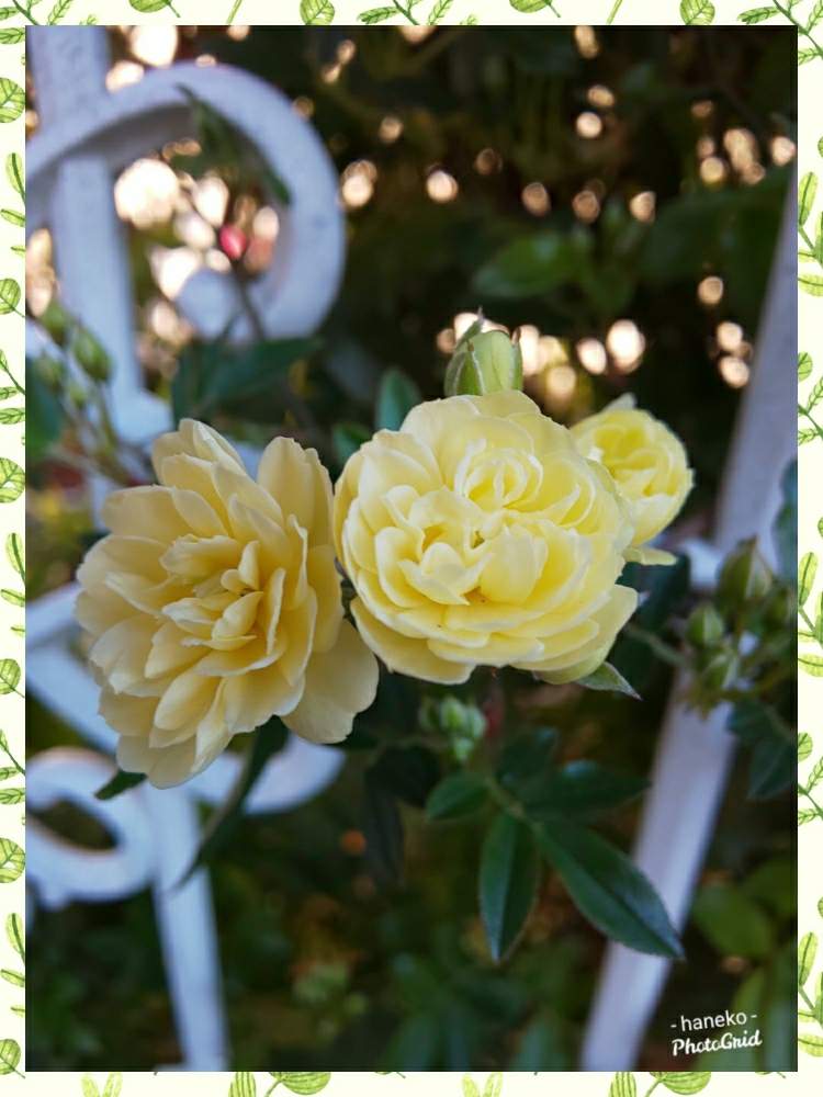 フェンスの画像 by はねこさん | フェンスとモッコウバラとちいさな花と繁殖力旺盛と好きな花と早いねと小花が集まったお花とチームyellowと幸せの黄色いお花と花のある暮らしと可愛いらしいお花と優しい気持ちになれる