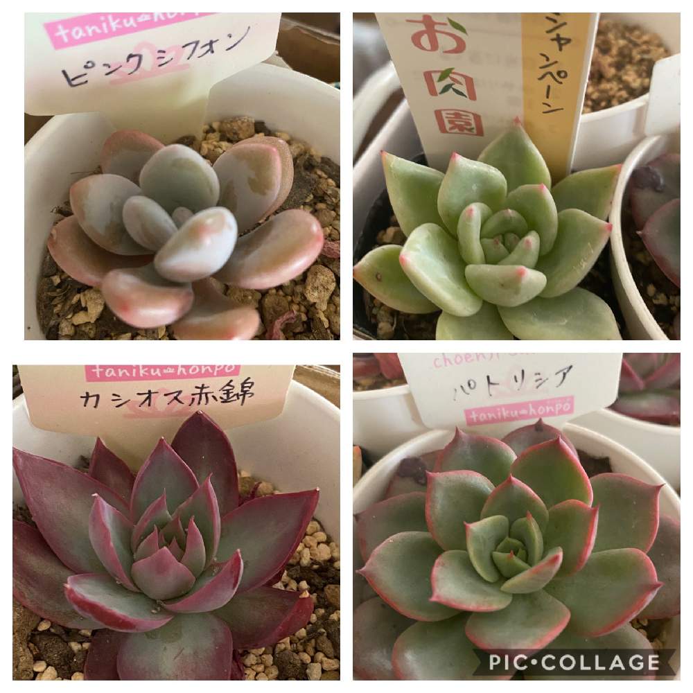 バルコニー/ベランダの画像 by すまいるさん | バルコニー/ベランダと多肉植物と花のある暮らしと多肉女子と多肉好きとすまいるのピンクシフォンとすまいるのシャンペーンとすまいるのカシオス赤錦とすまいるのパトリシア