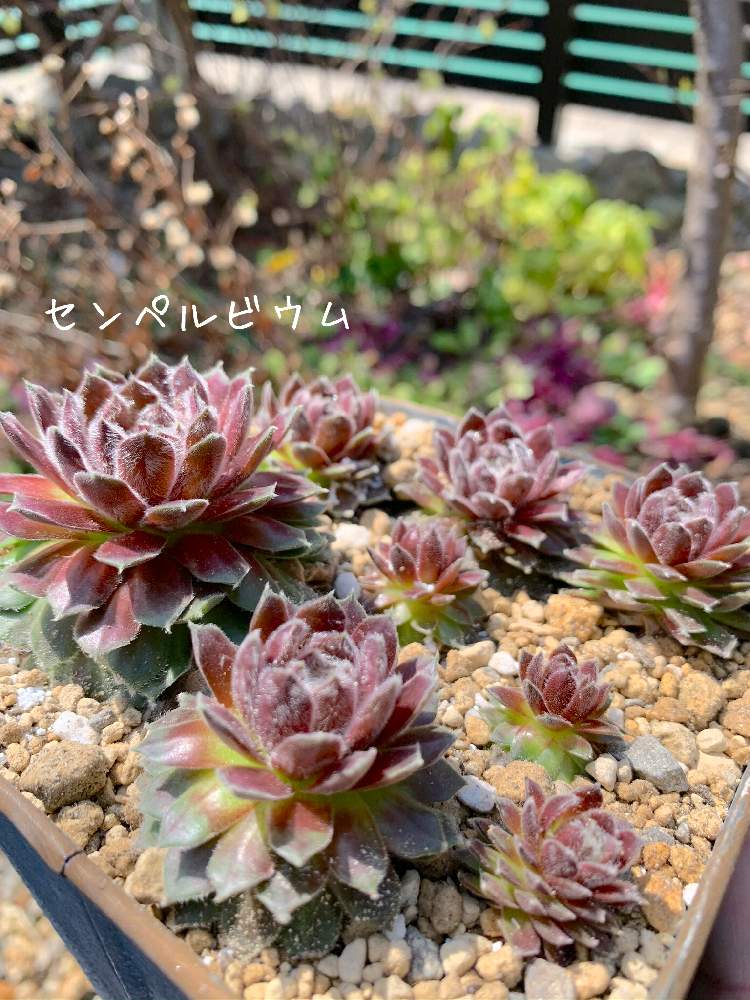 小さな庭の画像 by おすしさん | 小さな庭と多肉中毒と多肉植物と多肉大好きと癒しと多肉植物のすてきアレンジとナチュラルガーデンとセンペルビウム属と今日の一枚と植物中毒と朝が好きと多肉生活と花のある暮らしとタニク初心者