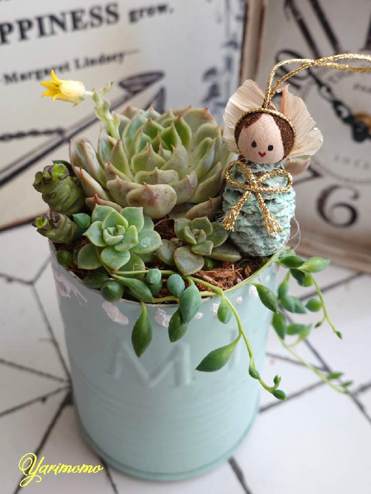の画像 by やりももさん | オンスローと葉挿しBabyと多肉植物とネコのいる暮らしと多肉植物寄せ植えとエンジェル祭りと多肉寄せ植えとズッキュ〜ン!!!!とやりももの寄せ植え95