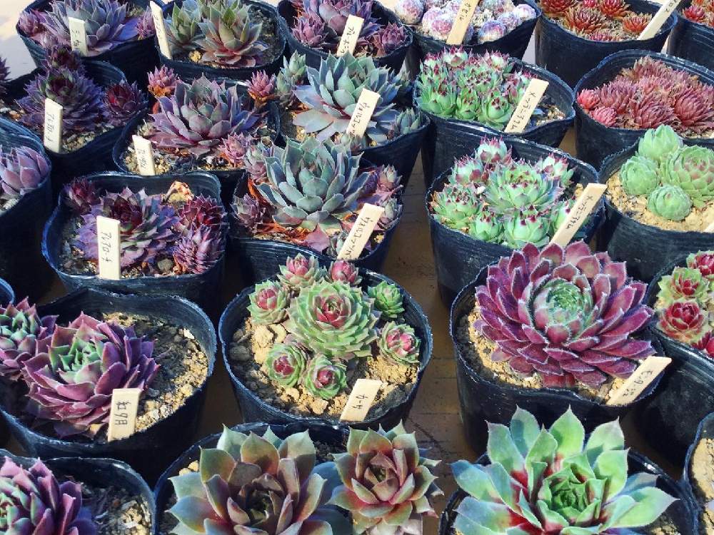の画像 by 多肉植物専門店ビスタさん | 多肉植物と観葉植物と植物男子とハオルチア属とGS映えと今日の一枚とセダム寄植えとハオルシア属 とエケベリア女子とエケベリア属と多肉女子と多肉植物とサボテンとセンペルビブムとガーデニングと珍奇植物と花のある暮らしと多肉初心者
