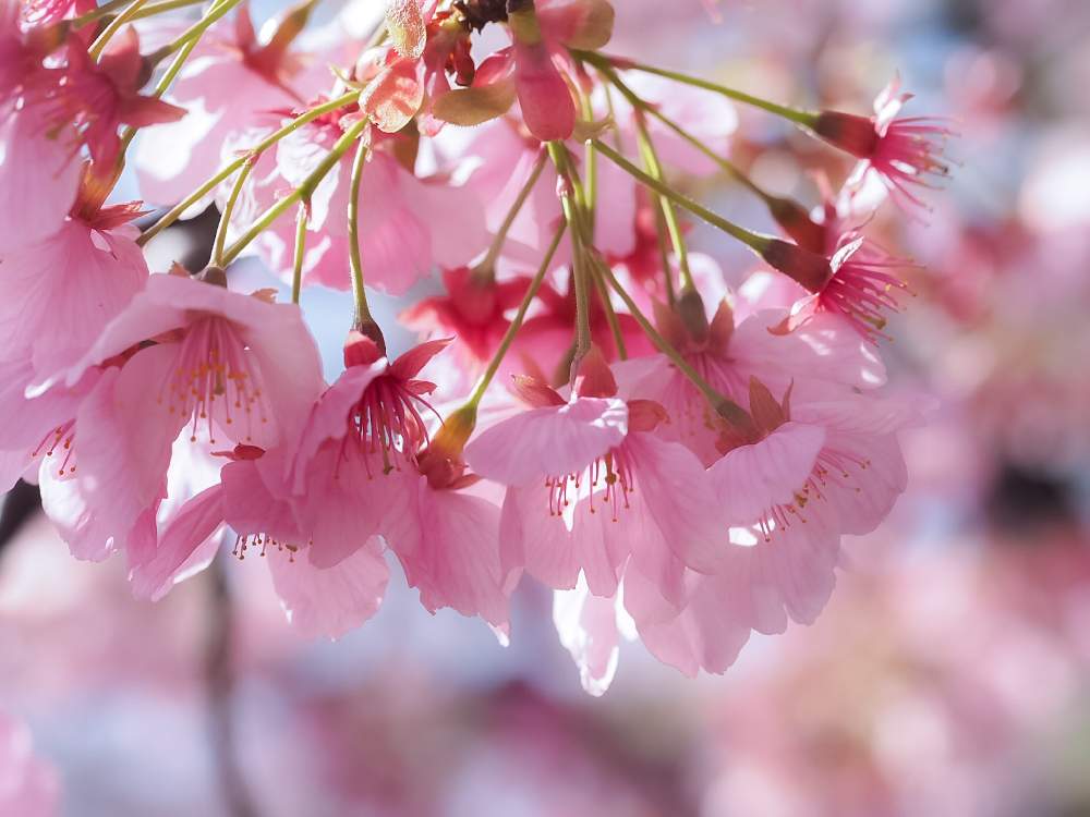 お出かけ先の画像 by lalamさん | お出かけ先と新宿御苑と花のある暮らしと陽光桜❁︎と桜祭り2020
