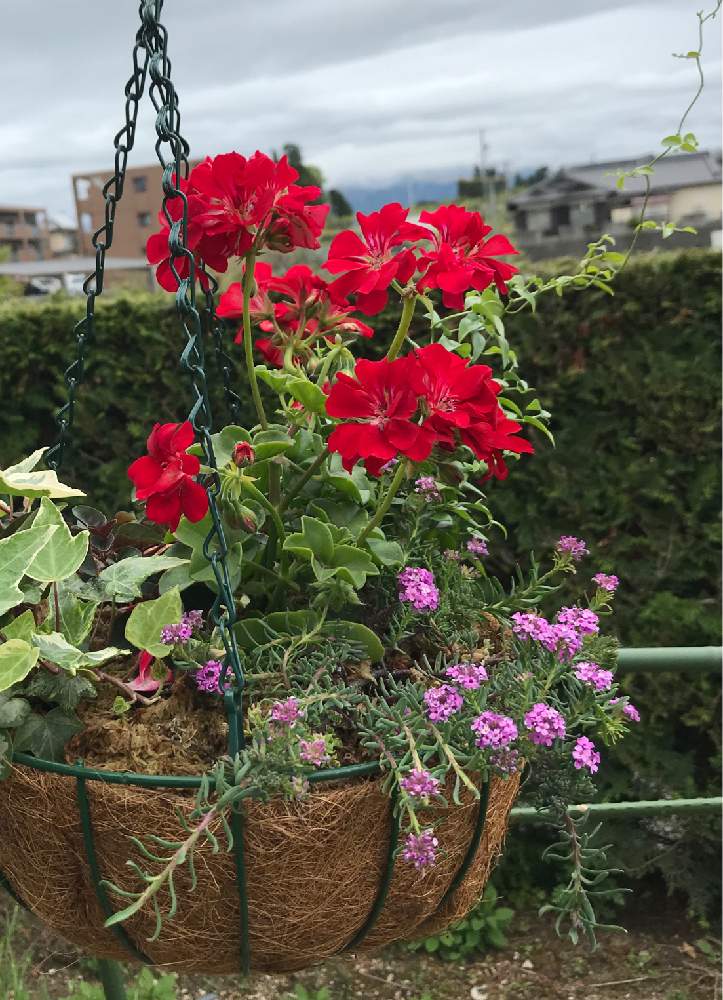 小さな庭の画像 by ゆみじんさん | 小さな庭とゼラニウムとモロッコナズナとずくだせ信州と今日のお花とバラと夢CLUBと今日の花と花のある暮らしとスマホで撮影とGSアダルトチーム