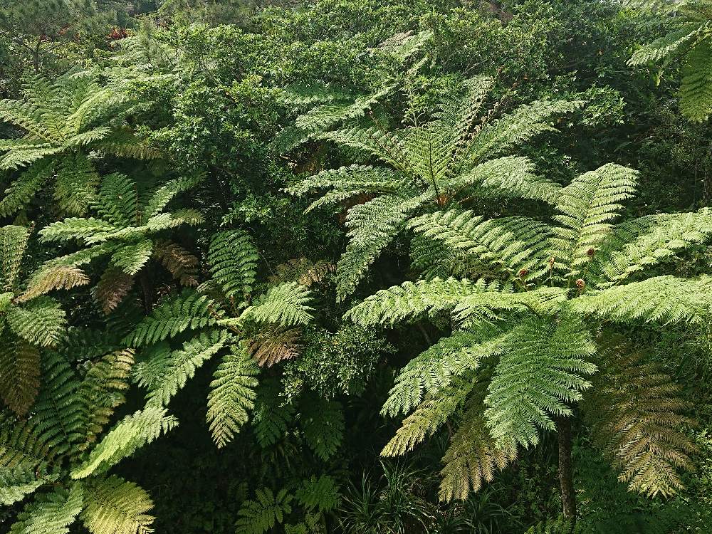 お出かけ先の画像 by botanicallifeさん | お出かけ先とヒカゲヘゴとビオスの丘と植物園巡りと植物園巡り/botanicallifeとbota travelとbota 沖縄