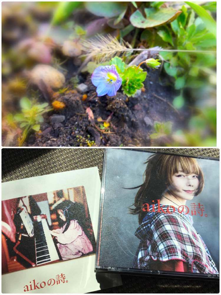 の画像 by ほとちんさん | オオイヌノフグリと花散歩と散歩日和と日常と自宅の花と我が家の花