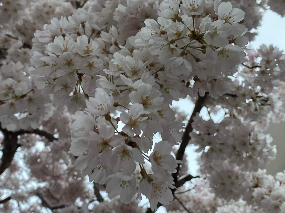 お出かけ先の画像 by ayuayucchiさん | お出かけ先とさくら サクラ 桜と花のある暮らしと哲学の道とiPhone11Proで撮影とiPhone 11PROで撮影