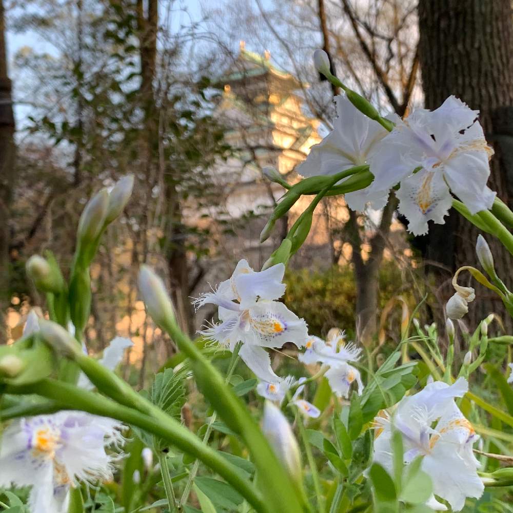 お出かけ先の画像 by Okavangoさん | お出かけ先とシャガとGSお出かけネットと大阪城公園の四季と春・OSAKAと春・萌ゆと大坂城と紫・むらさき・バイオレットとWonderful JAPANと青・スカイブルーと城郭・天守閣