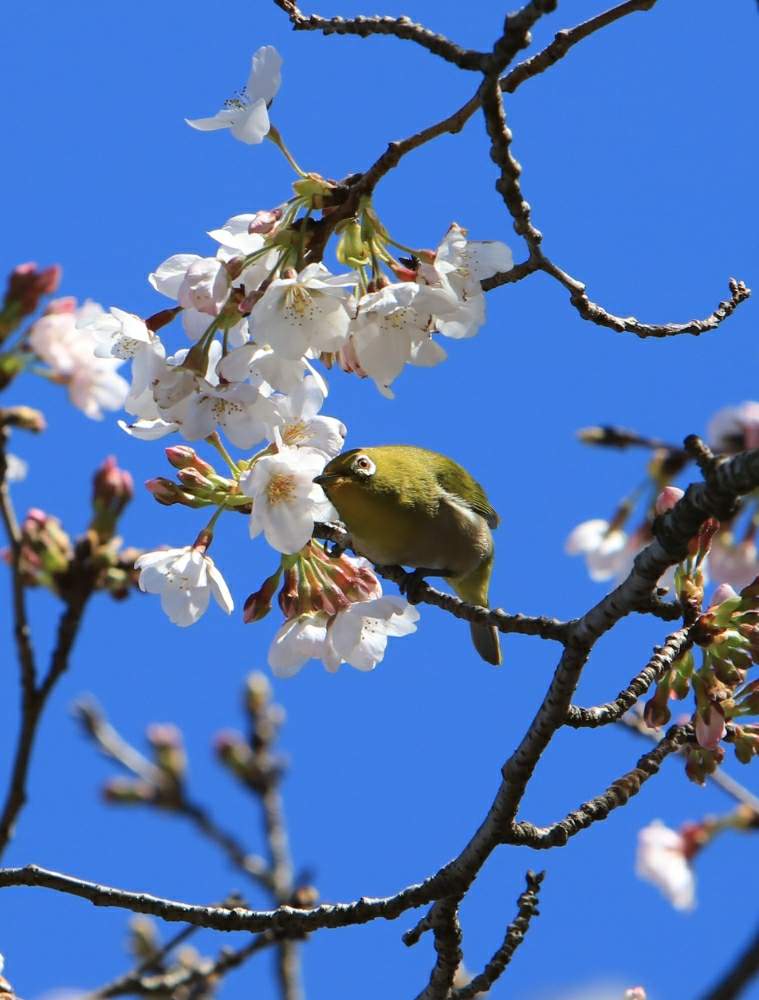 お出かけ先の画像 by quattroさん | お出かけ先と桜 ソメイヨシノとお写ん歩とさくら 桜 サクラと花のある暮らしとメジロと2020桜フォトコン