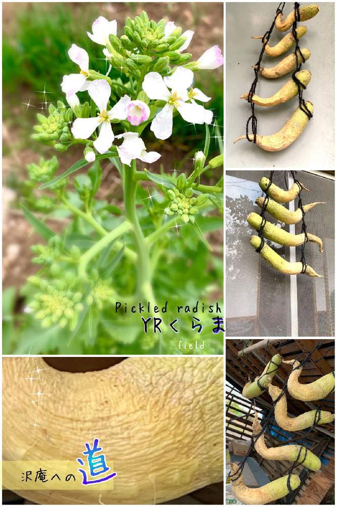 畑の画像 by kane flowerさん | 畑とダイコンとYRくらまと埼玉県と花のある暮らしと家庭菜園奮闘日記と大根 YRくらまと無農薬有機栽培と無農薬 無化学肥料栽培と沢庵への道