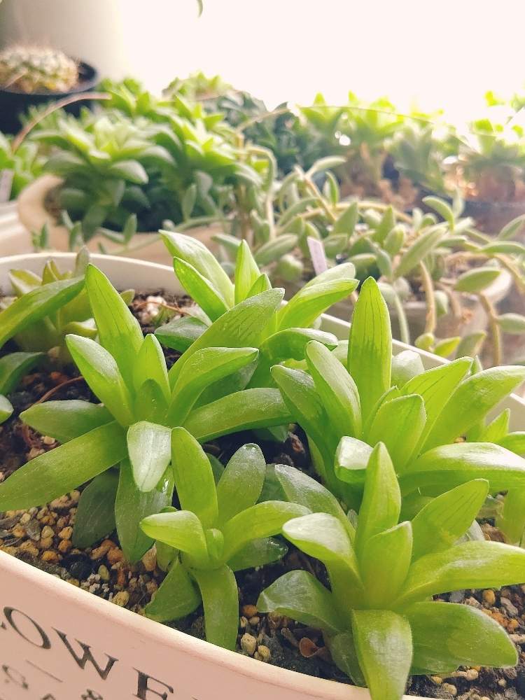 窓辺の画像 by ひーさん | 窓辺とパルバと多肉植物と株分けとわが家の多肉スペースとGS映えとGS日和と植中毒と今日の一枚と多肉女子とタニラーと成長記録とナチュラルスタイルと多肉寄せ植え