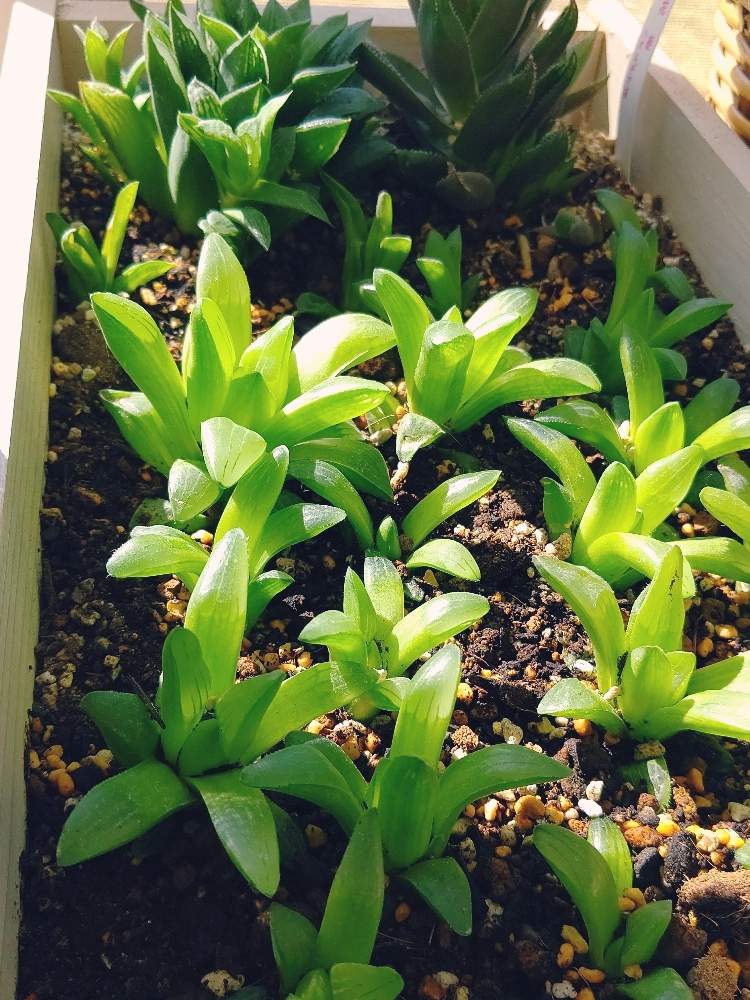 窓辺の画像 by ひーさん | 窓辺と寿光と多肉植物と木箱寄せ植えと株分けと木箱とわが家の多肉スペースとGS映えとGS日和と植中毒と今日の一枚と多肉女子とタニラーと成長記録とナチュラルスタイルと多肉寄せ植え