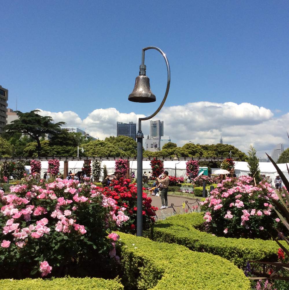 お出かけ先の画像 by ちよこさん | お出かけ先とバラ、薔薇、ばらと花のある暮らしと草花大好きと毎年の楽しみとガーデンネックレス横浜2019