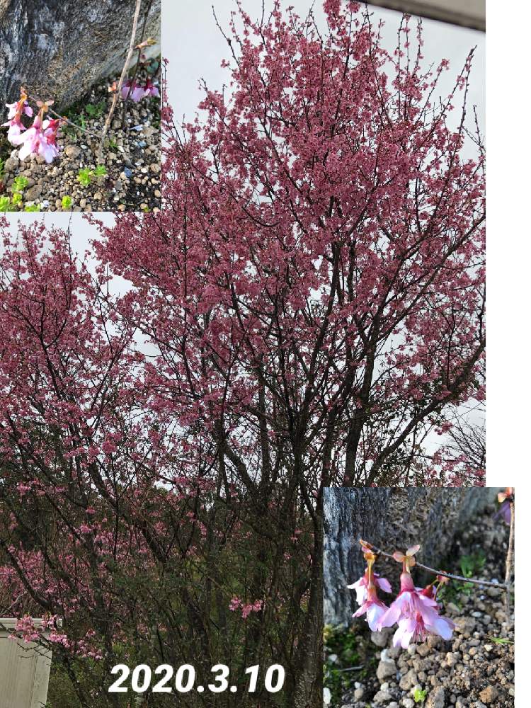 お出かけ先の画像 by ピンクの山茶花さん | お出かけ先とおかめざくらと花のある暮らしとGSアダルトチーム
