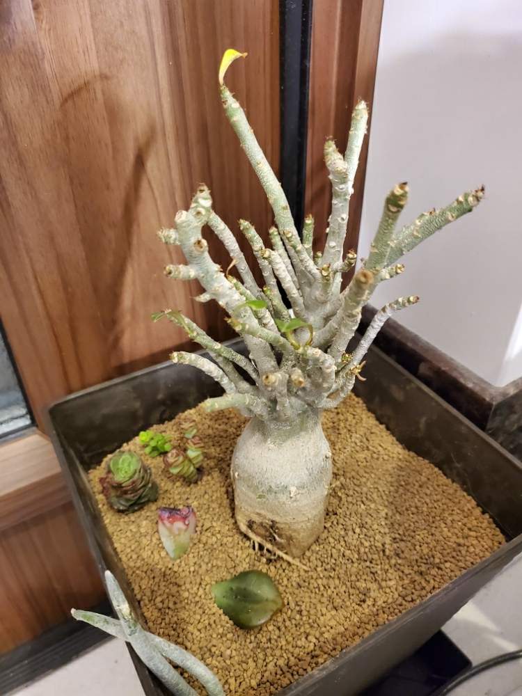 玄関の画像 by _little_birdy_さん | 玄関とアデニウム アラビカムと多肉植物と多肉植物のある暮らしと塊根植物とビザールプランツと経過観察
