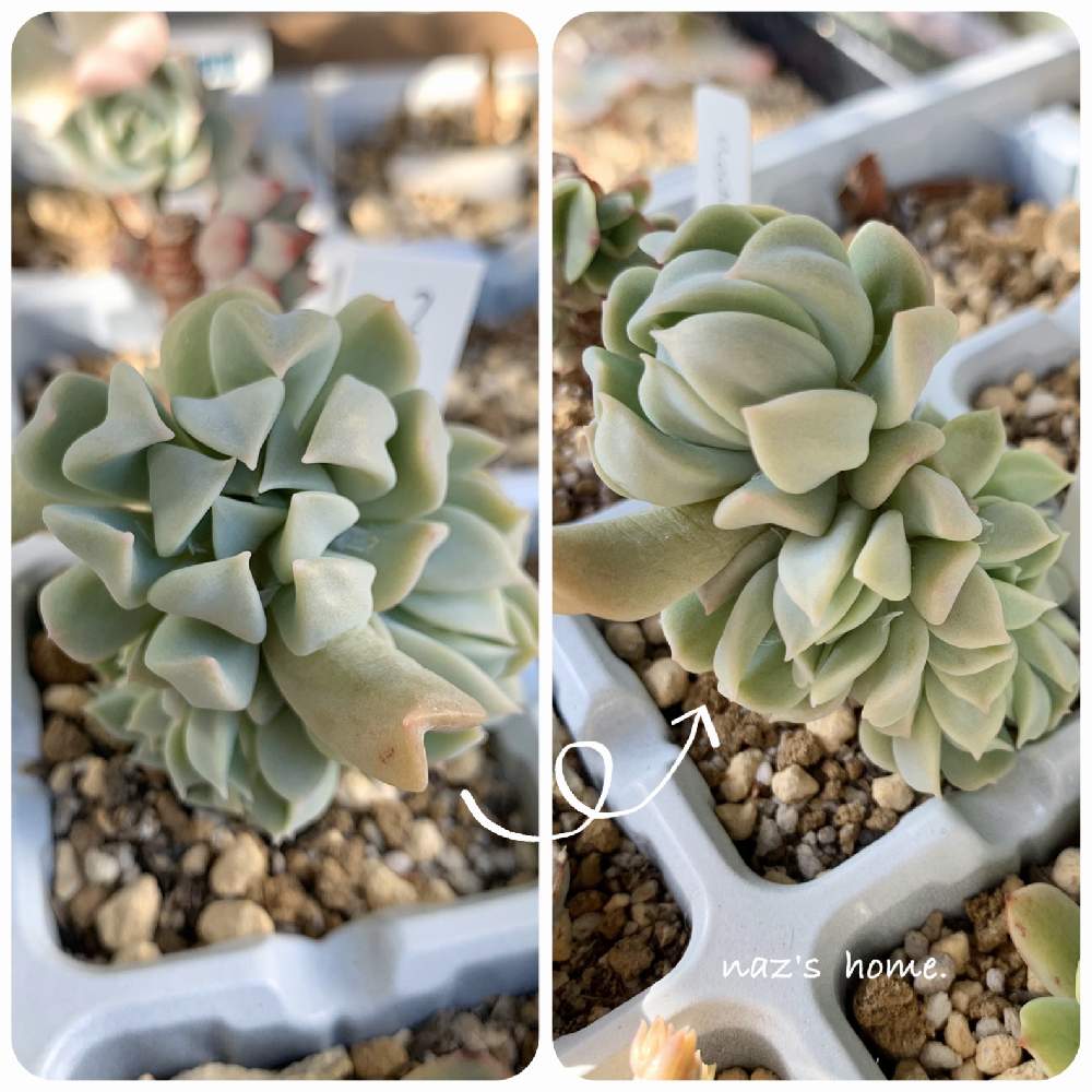 の画像 by なず家さん | 多肉植物とエケベリア属 クラウドと希望の棒と多肉のある暮らしとエケベリア女子とNo多肉,No Life.