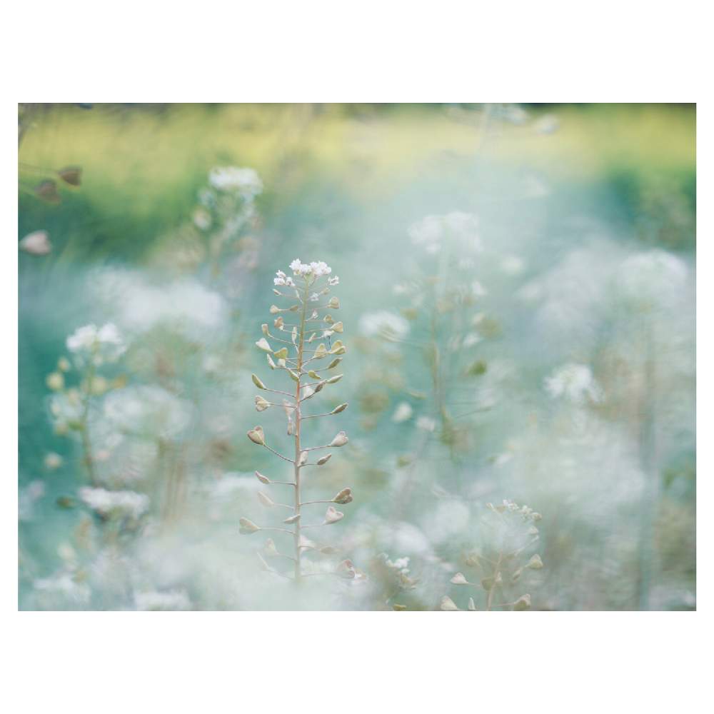 畑の画像 by Tenさん | 畑とナズナとペンペングサと植物のある暮らしとファインダー越しの私の世界と野草と身近にあるボタニカルスポットと散歩と雑草と成長記録とアートなTen写と花のある暮らし