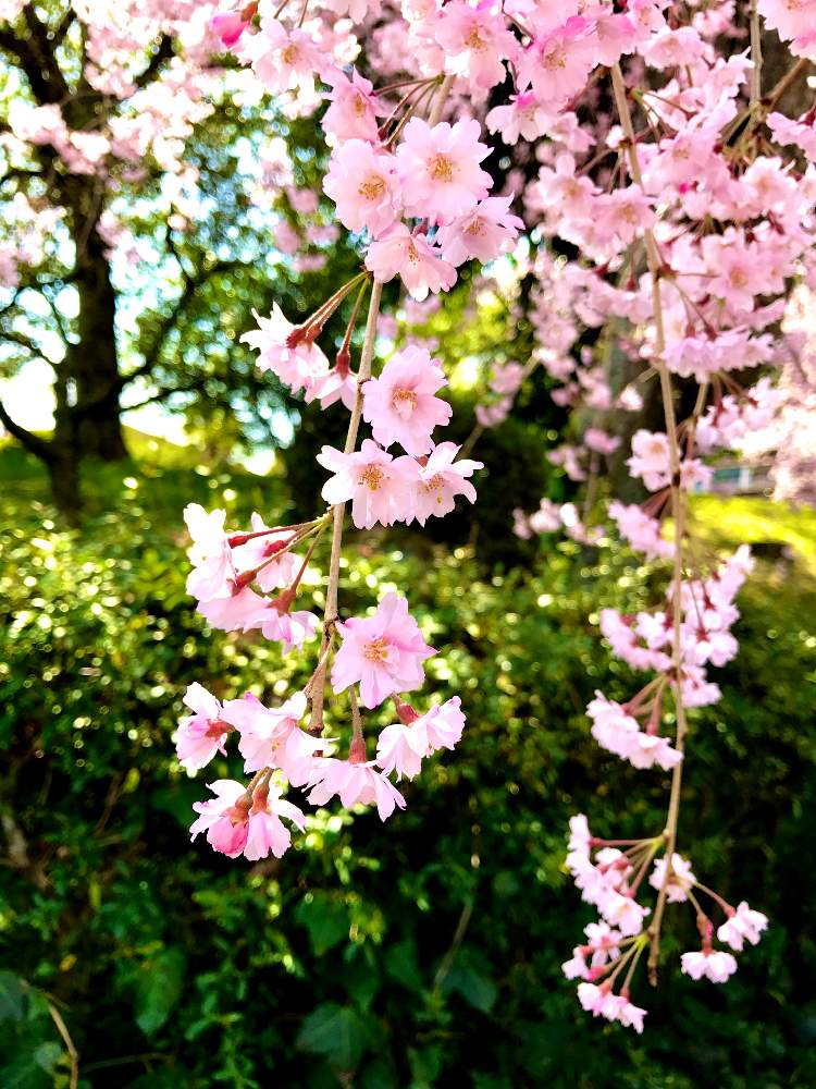 お出かけ先の画像 by 幻テラスのともちゃんさん | お出かけ先とさくら サクラ 桜と花のある暮らしと枝垂れ桜☆と東谷山フルーツパークとさくらさくら咲け咲けさくら