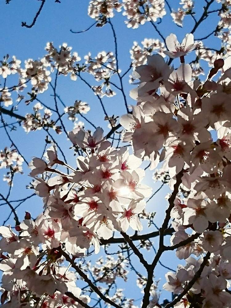 の画像 by 流星さん | さくら サクラ 桜とダジャレ王子♪とHTCとマグマ大使とタジャレ画伯と古今亭煎餅♪とプリプリ王子とHTC No230とおっちゃん♪とエロ王子とせんべい王子♪とありがとうとバカボンのパパと花咲じじい