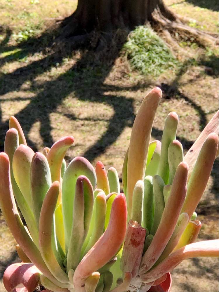 バルコニー/ベランダの画像 by みゆさん | バルコニー/ベランダと犬好きと多肉植物とあぁ可愛いと神奈川タニラーとモンストと唐印モンストと 唐印と花のある暮らしと⭐️みゆの宝物とモンスト(モンストローサ/石化)