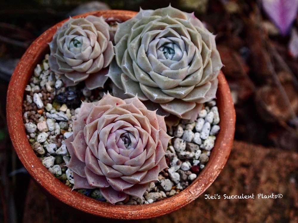 小さな庭の画像 by Jieiさん | 小さな庭と多肉とJiei's Succulent Plantsと多肉植物と多肉男子とボタニカルボーイとJiei's Garden Storyと植物男子と相模原植物男子とJiei's Garden®︎とGS映えと多肉植物のすてきアレンジとJiei's Decorationと今日の一枚とJiei's DesignとJiei's CollectionとJiei's Echeveria Collection®︎と暴れ多肉とJiei's Share Happiness®︎とBotanical Boy