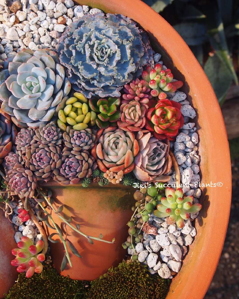 小さな庭の画像 by Jieiさん | 小さな庭と多肉とJiei's Succulent Plantsと多肉植物と多肉男子とボタニカルボーイとJiei's Garden Storyと植物男子と相模原植物男子とJiei's Garden®︎とGS映えと多肉植物のすてきアレンジとJiei's Decorationと今日の一枚とJiei's DesignとJiei's CollectionとContainer Gardenと男の寄せ植えとJiei's Echeveria Collection®︎と暴れ多肉とJiei's Sedum®︎とJiei's Share Happiness®︎とBotanical Boy