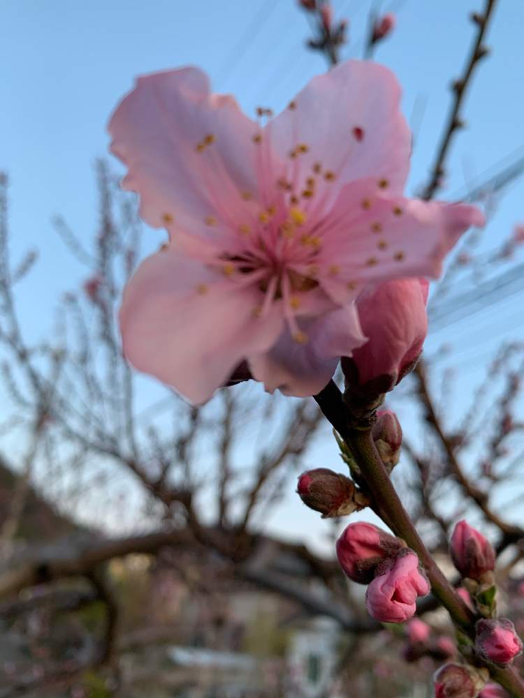 小さな庭の画像 by 『薔薇の初心者教室』How to grow Organic Roseさん | 小さな庭と桃 あかつきと薔薇愛同盟と水曜ローズショーと果樹と果物とくだものと家庭果樹と花のある暮らしと家庭菜園奮闘日記