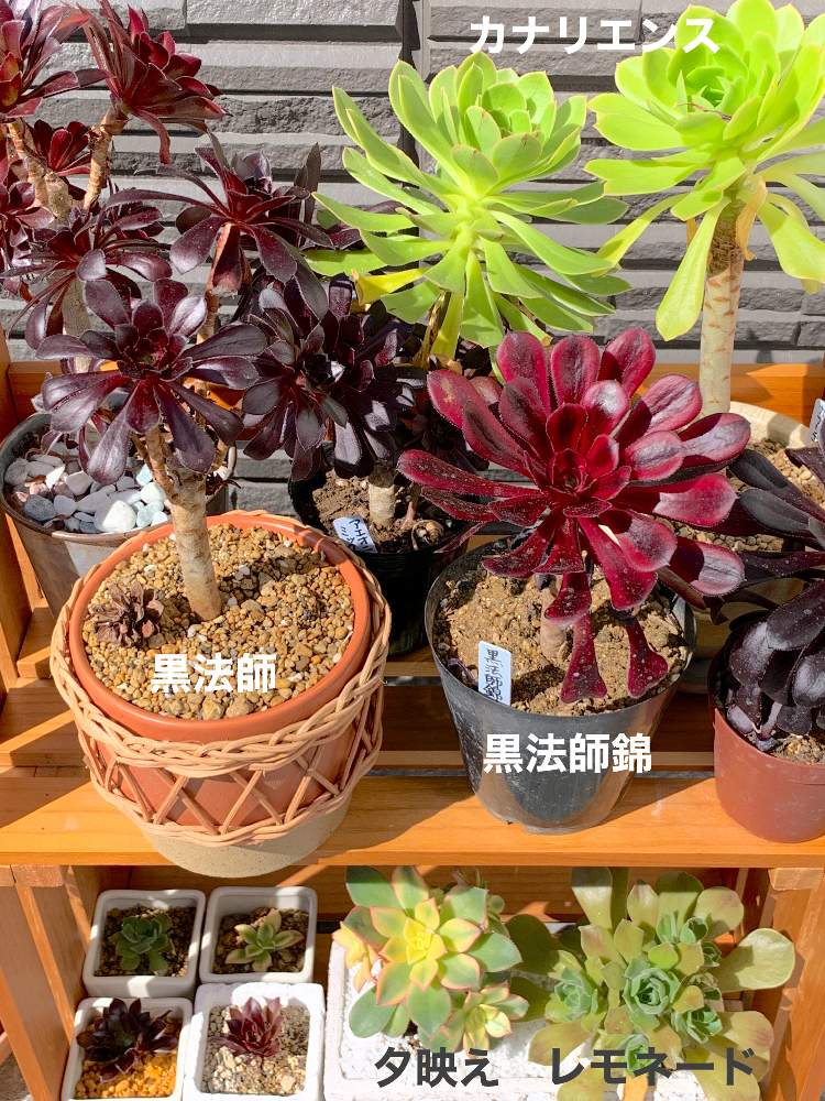 エントランスの画像 by おすしさん | エントランスと多肉中毒と多肉植物と多肉大好きと癒しとアエオニウム属と多肉植物のすてきアレンジと今日の一枚と植物中毒と錦の多肉と朝が好きと多肉生活と花のある暮らしとタニク初心者