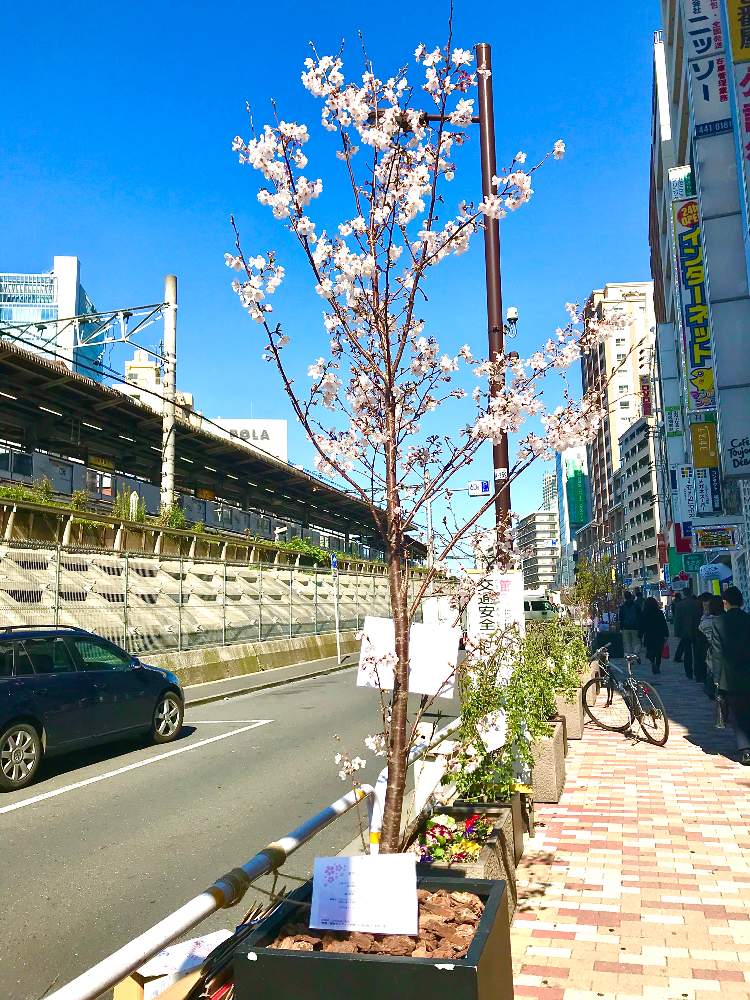 アプローチの画像 by TIさん | アプローチとソメイヨシノと東五反田さくらの小路の開花だよりと2020桜フォトコン
