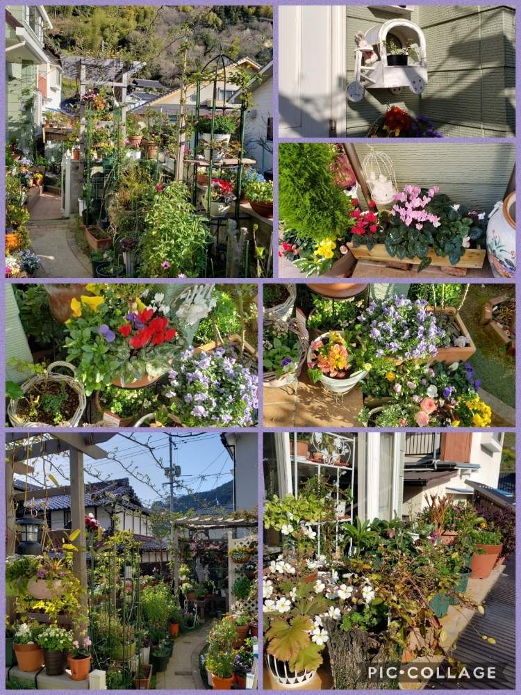 小さな庭の画像 by 天空のバラの五線譜さん | 小さな庭と立体的な庭造りと寄せ植えバスケットと花のある暮らしとハンギング・バスケットと花色癒し