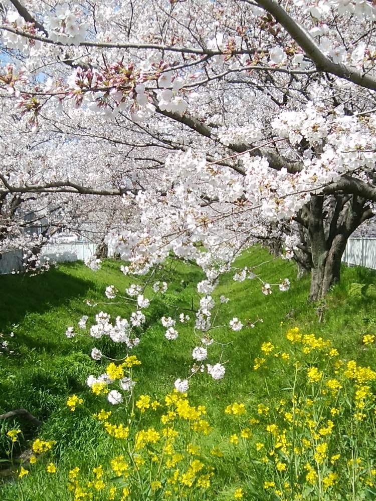 お出かけ先の画像 by あきちゃんさん | お出かけ先とさくら サクラ 桜