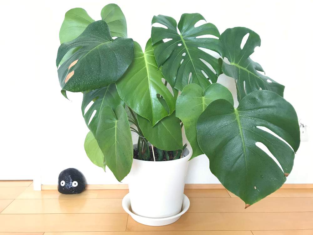 の画像 by nicoさん | モンステラとモンステラ属と観葉植物とサトイモ 科と成長記録と仕立て直しとn⁂003とn⁂103とモンステラ挿し木