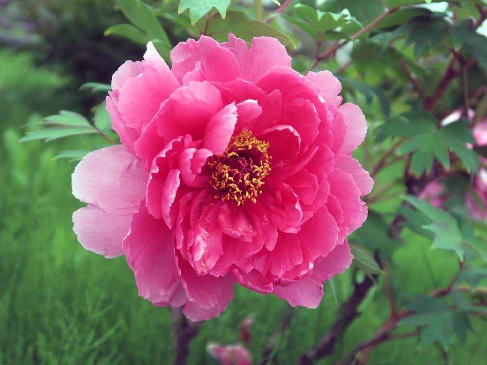 お出かけ先の画像 by hiroshiさん | お出かけ先とシャクヤクと芍薬とピンクの花と今日の花と花のある暮らしと今日のお花
