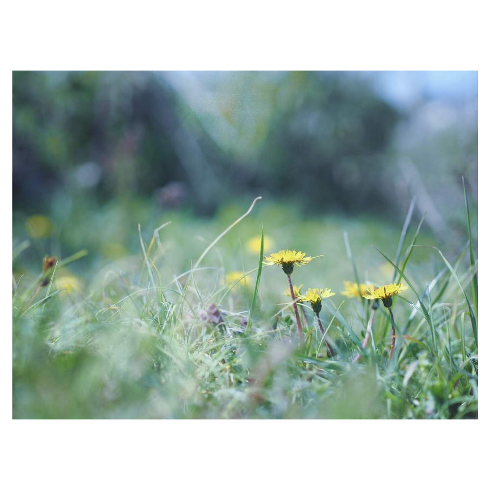 畑の画像 by Tenさん | 畑とタンポポと和の総苞片と植物のある暮らしとファインダー越しの私の世界と野草と身近にあるボタニカルスポットと散歩と雑草と成長記録とアートなTen写と花のある暮らし