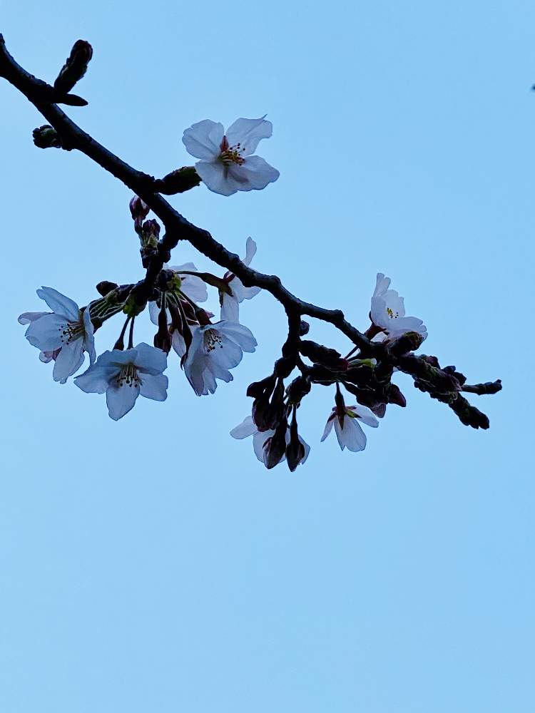 お出かけ先の画像 by なおさん | お出かけ先とさくら サクラ 桜とちっちゃいと植物愛がとまらないと2020桜フォトコンとよろしくお願いしますとさくらさくら咲け咲けさくらと植物大好きとピンク❤︎ピンクと大好きとはるが来た!と小さな幸せ♡とうれしい!と可愛いと小さい花と花のある暮らしと青空