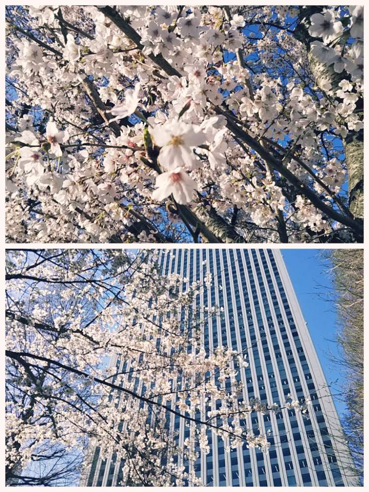 お出かけ先の画像 by 南の風さん | お出かけ先とソメイヨシノと池袋サンシャインシティと花盛りとお花見シェアとお花見と池袋サンシャイン60と花のある暮らしとさくらと東池袋中央公園と2020桜フォトコンと池袋シリーズ