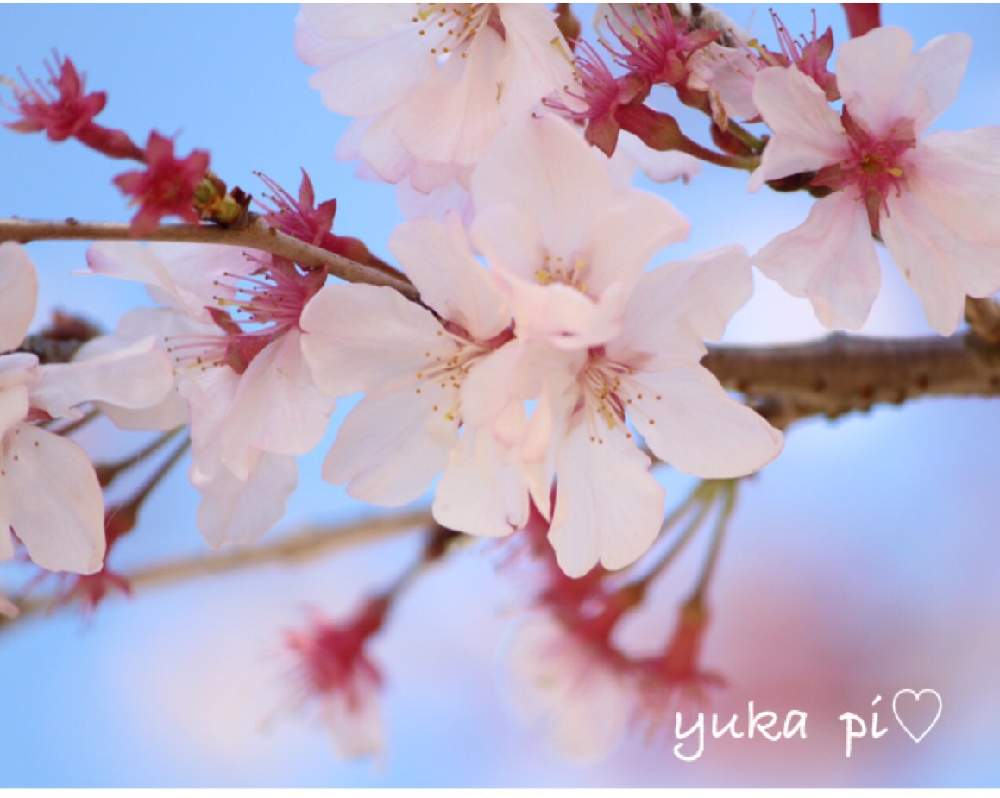 お出かけ先の画像 by ゆかぴさん | お出かけ先と癒しとピンクの花とはるとさくらとさくらさくら咲け咲けさくらと2020桜フォトコン