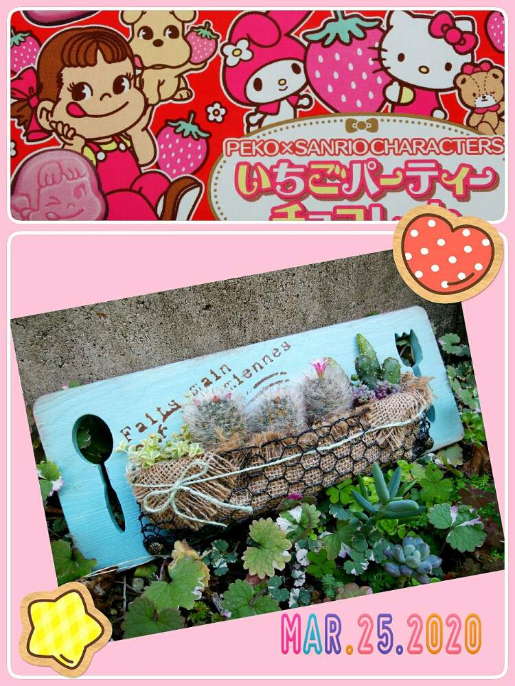 小さな庭の画像 by ☆みなみ☆さん | 小さな庭とペコちゃん祭りと今日も多肉三昧!と癒しをありがとうと発見と私の癒し系達♡と今日の見~つけた!と花のある暮らしとたにおたくらぶとチーム愛知とダイソー産とカッティングボード