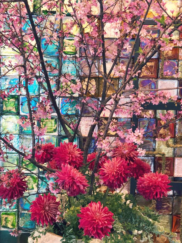 お出かけ先の画像 by キミさん | お出かけ先とダリアとさくら サクラ 桜と箱根と春のお花とキラキラ✨とホテルの花と豪華と満開と湯本富士屋ホテルとキレイ☆と感謝とピンク❤︎ピンクと日帰り温泉と鮮やか と箱根湯本湯本ホテルと今日も元気でとリフレッシュ♡と綺麗な色♡と色がキレイとかわいい❤と素敵
