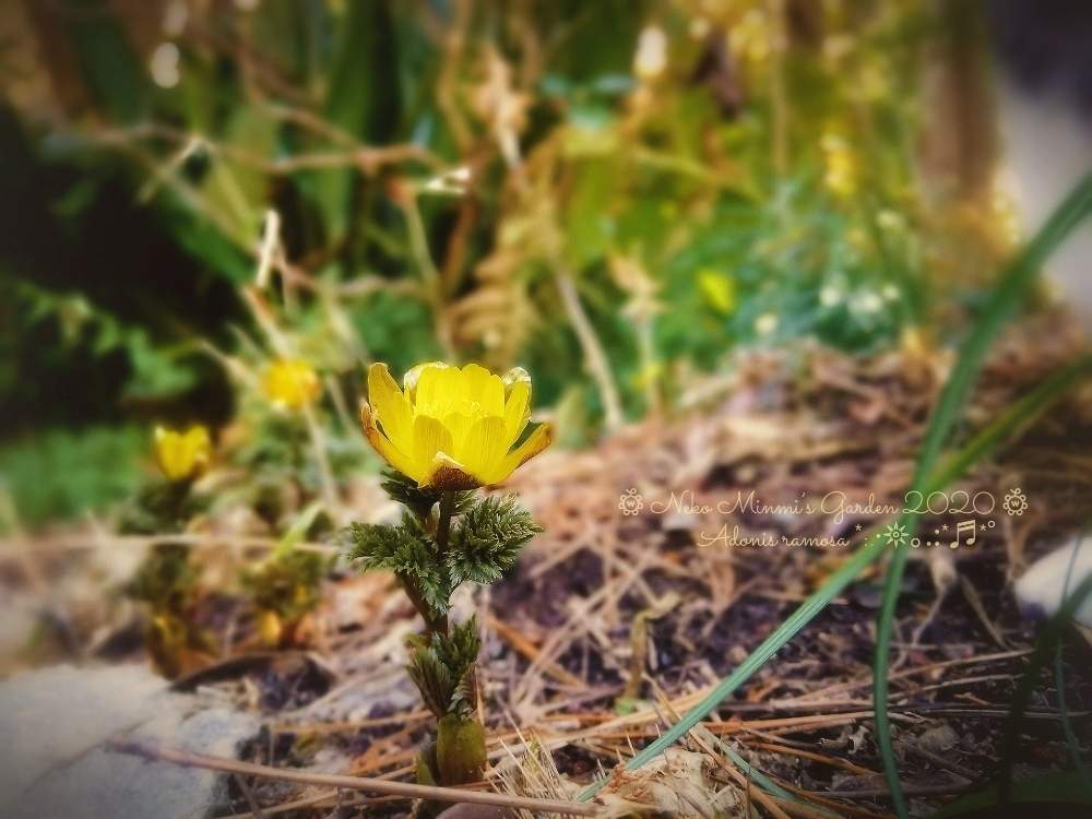 広い庭の画像 by 猫みんみさん | 広い庭とフクジュソウとみどりのある暮らしと植物のある暮らしとガーデニング初心者と花のある暮らしと福寿草*と黄色いお花とけなげに咲いてる花