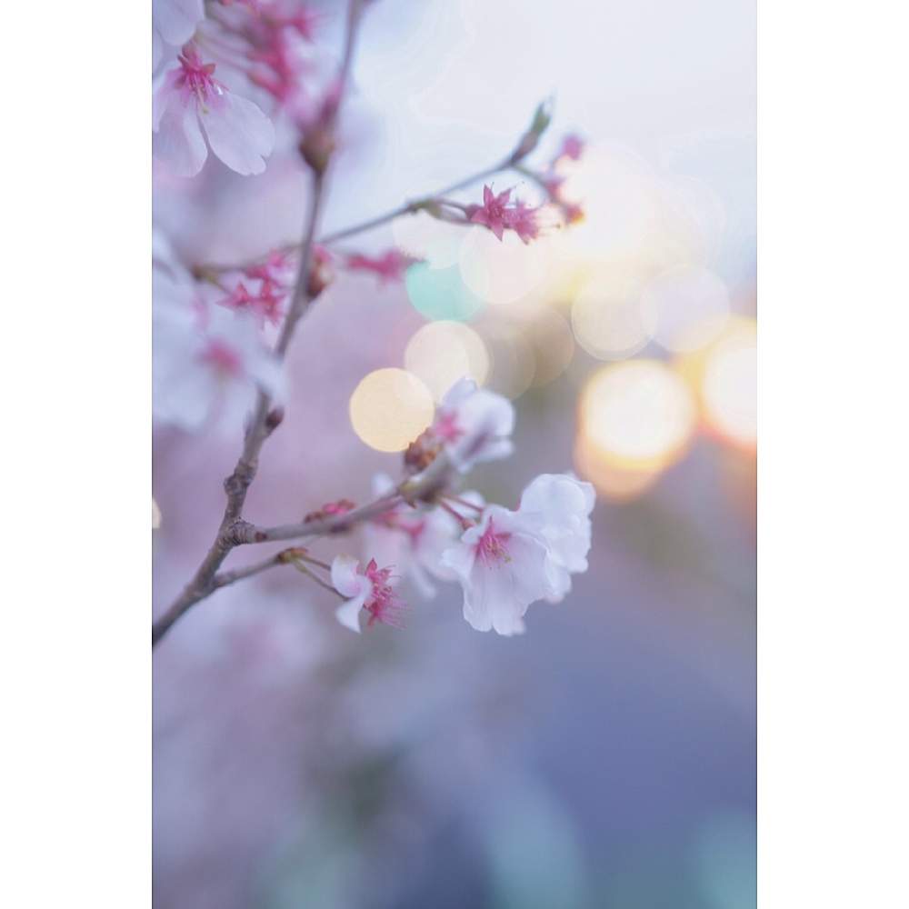 の画像 by nesoさん | さくら サクラ 桜と近所とローカルカメラマンかな?!(笑)とベイヤーと桜祭り2020
