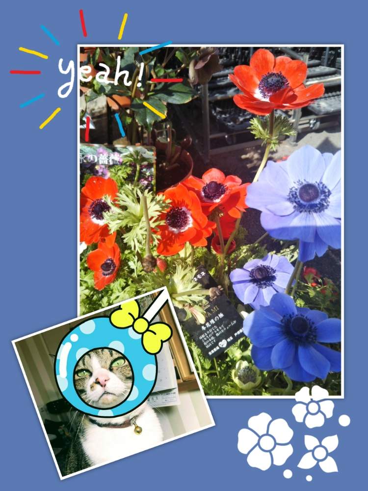 小さな庭の画像 by きき子さん | 小さな庭と花のある暮らしとネコと植物とチーム愛知