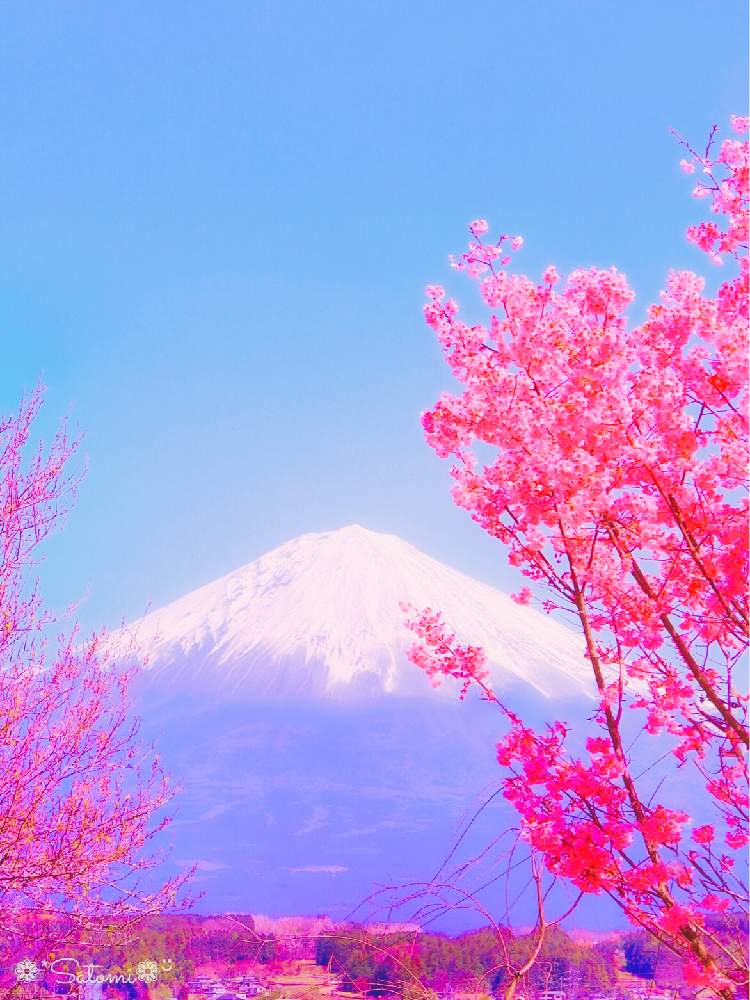 お出かけ先の画像 by satomiiさん | お出かけ先と寒緋桜と2020桜フォトコンと富士山とカメラ女子と癒しとさくら 桜 サクラとそらと富士宮市と♯寒緋桜とフォトジェニック