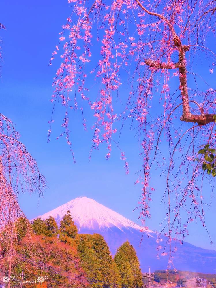 お出かけ先の画像 by satomiiさん | お出かけ先と2020桜フォトコンと富士山とカメラ女子と癒しとさくら 桜 サクラとしだれ桜*とそらと富士宮市とフォトジェニック