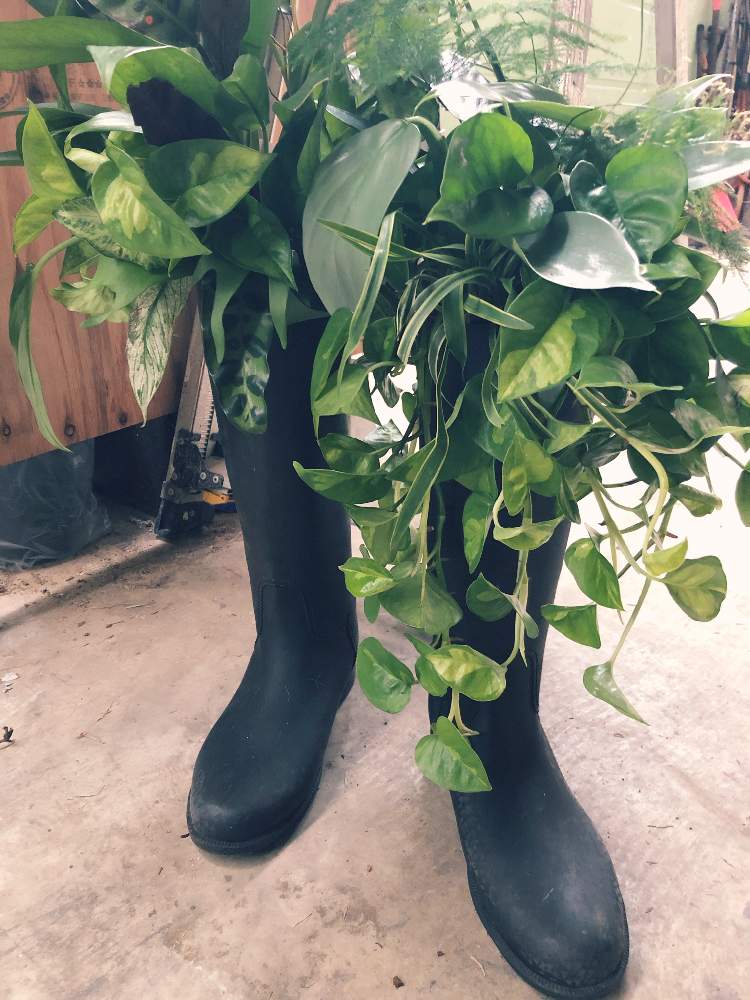 小さな庭の画像 by sempre verdeさん | 小さな庭と観葉植物と花のある暮らしとプランツギャザリングとガーデニングフェスフォトコン