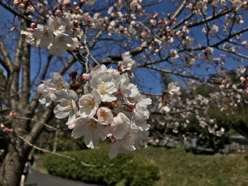お出かけ先の画像 by 92Aさん | お出かけ先とソメイヨシノとさくら サクラ 桜と桜 さくらと2020桜フォトコンと近所の公園とピンクの花とおはなと公園とGS映えと美しく咲くと可愛いといやされるとGREEN UP!と花が咲く